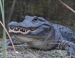Alligator.jpg